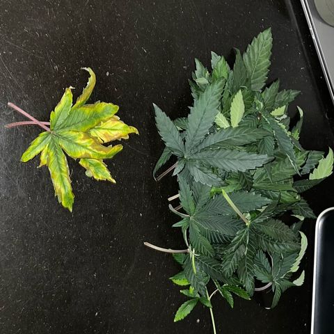 3 x Sweet Mandarine Zkittlez Fast Version growlog timeline photo