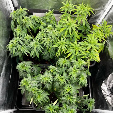 3 x Sweet Mandarine Zkittlez Fast Version growlog timeline photo
