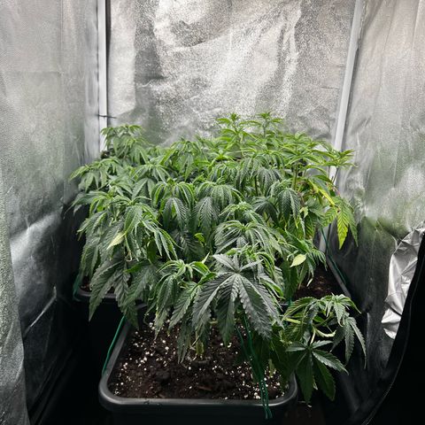 3 x Sweet Mandarine Zkittlez Fast Version growlog timeline photo