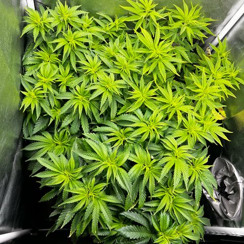3 x Sweet Mandarine Zkittlez Fast Version growlog timeline photo