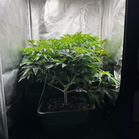 3 x Sweet Mandarine Zkittlez Fast Version growlog timeline photo