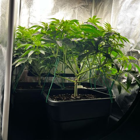 3 x Sweet Mandarine Zkittlez Fast Version growlog timeline photo