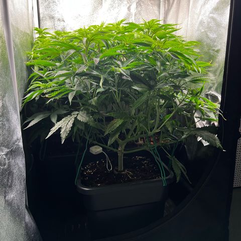 3 x Sweet Mandarine Zkittlez Fast Version growlog timeline photo