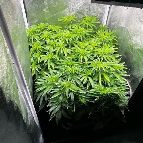 3 x Sweet Mandarine Zkittlez Fast Version growlog timeline photo