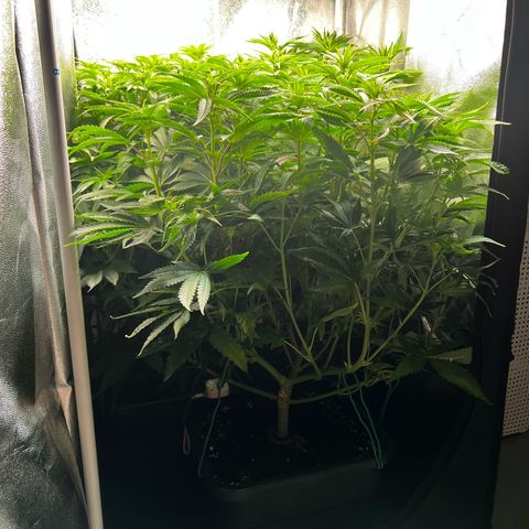 3 x Sweet Mandarine Zkittlez Fast Version growlog timeline photo