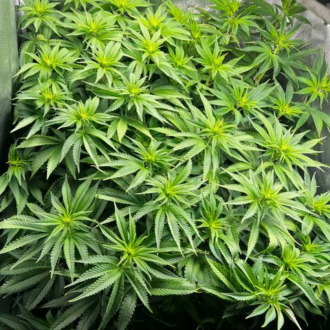 3 x Sweet Mandarine Zkittlez Fast Version growlog timeline photo