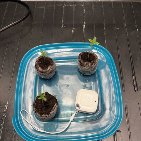 3 x Sweet Mandarine Zkittlez Fast Version growlog timeline photo