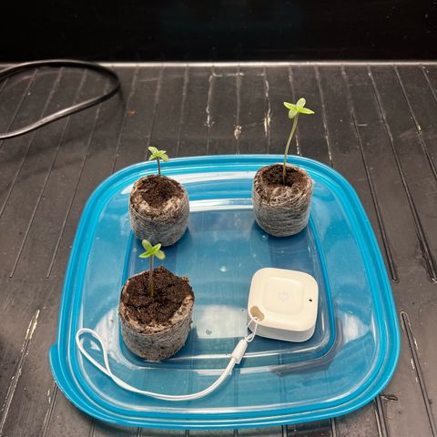 3 x Sweet Mandarine Zkittlez Fast Version growlog timeline photo