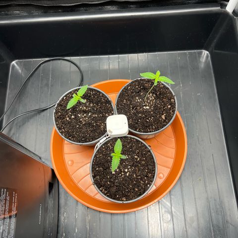 3 x Sweet Mandarine Zkittlez Fast Version growlog timeline photo