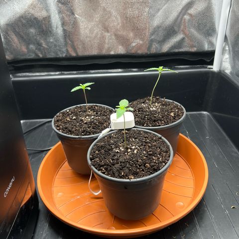 3 x Sweet Mandarine Zkittlez Fast Version growlog timeline photo