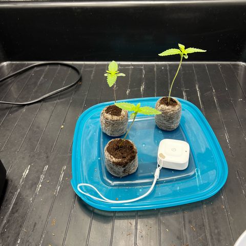 3 x Sweet Mandarine Zkittlez Fast Version growlog timeline photo