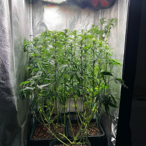 3 x Sweet Mandarine Zkittlez Fast Version growlog timeline photo