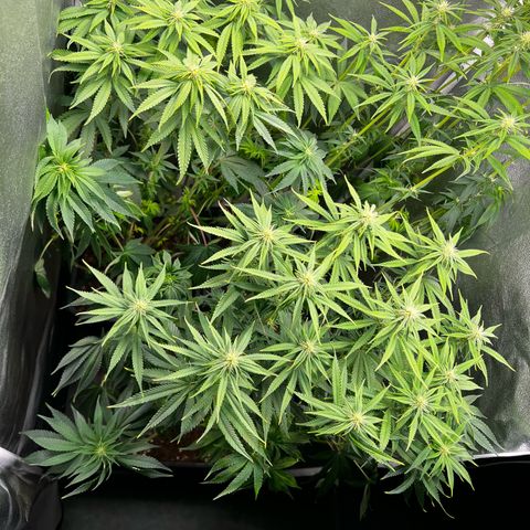 3 x Sweet Mandarine Zkittlez Fast Version growlog timeline photo