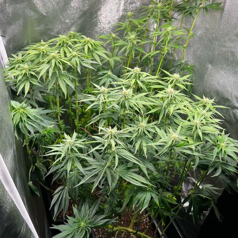 3 x Sweet Mandarine Zkittlez Fast Version growlog timeline photo