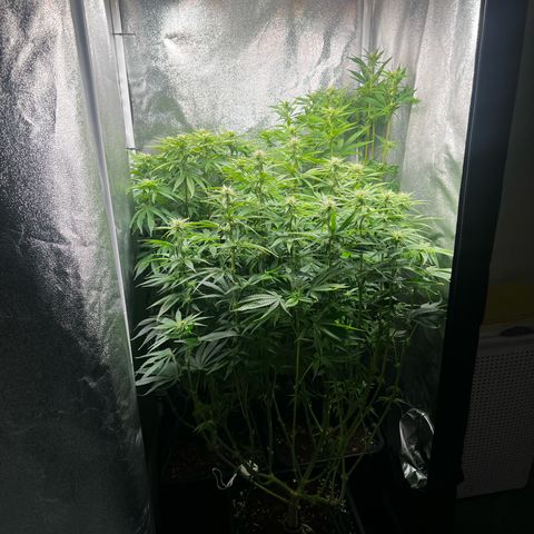 3 x Sweet Mandarine Zkittlez Fast Version growlog timeline photo
