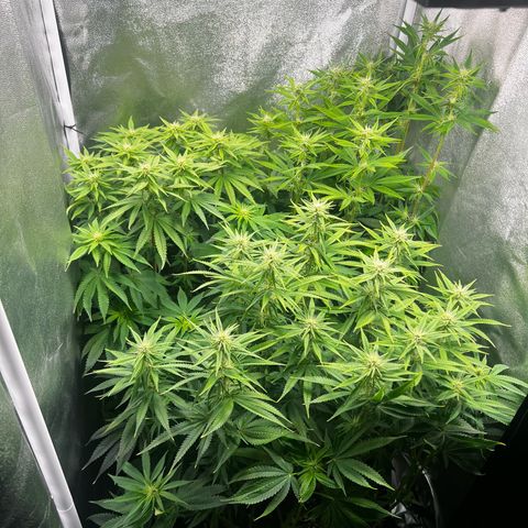 3 x Sweet Mandarine Zkittlez Fast Version growlog timeline photo