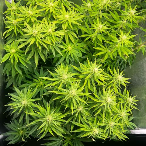 3 x Sweet Mandarine Zkittlez Fast Version growlog timeline photo