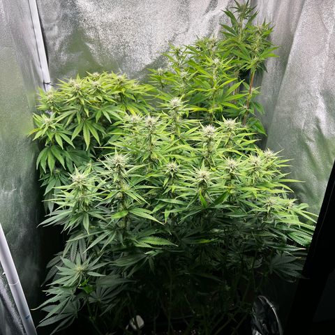3 x Sweet Mandarine Zkittlez Fast Version growlog timeline photo