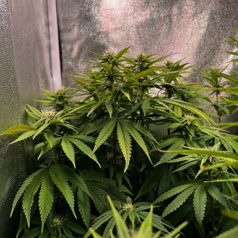 3 x Sweet Mandarine Zkittlez Fast Version growlog timeline photo