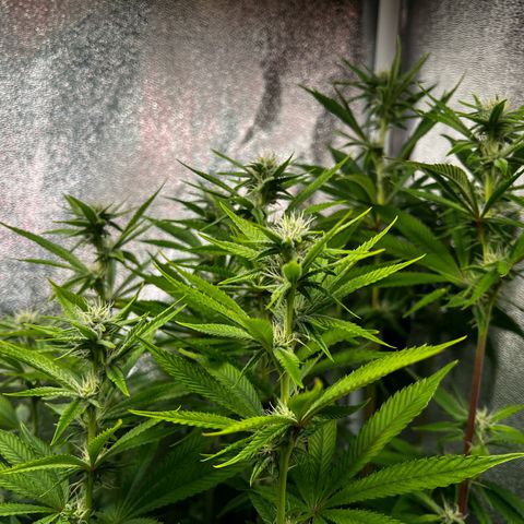 3 x Sweet Mandarine Zkittlez Fast Version growlog timeline photo