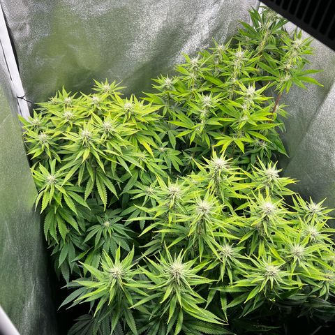 3 x Sweet Mandarine Zkittlez Fast Version growlog timeline photo
