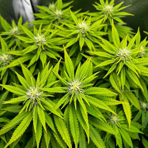 3 x Sweet Mandarine Zkittlez Fast Version growlog timeline photo