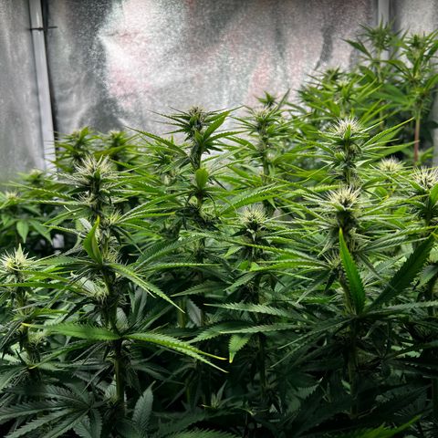3 x Sweet Mandarine Zkittlez Fast Version growlog timeline photo