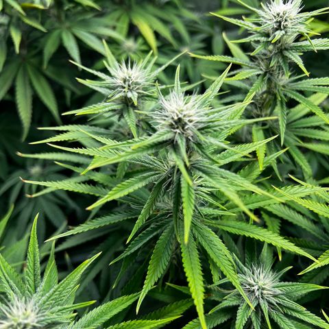 3 x Sweet Mandarine Zkittlez Fast Version growlog timeline photo