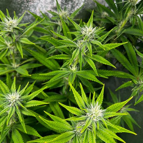 3 x Sweet Mandarine Zkittlez Fast Version growlog timeline photo