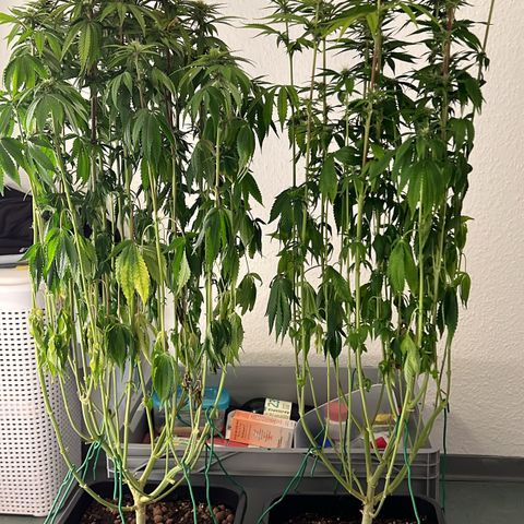 3 x Sweet Mandarine Zkittlez Fast Version growlog timeline photo