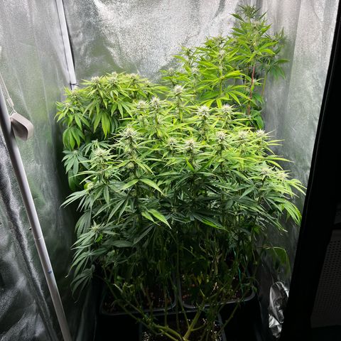 3 x Sweet Mandarine Zkittlez Fast Version growlog timeline photo