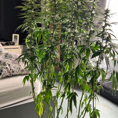 3 x Sweet Mandarine Zkittlez Fast Version growlog timeline photo