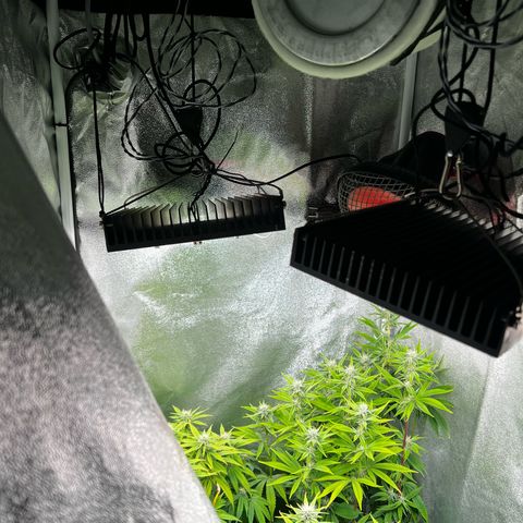 3 x Sweet Mandarine Zkittlez Fast Version growlog timeline photo