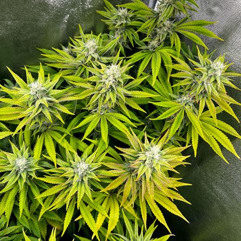 3 x Sweet Mandarine Zkittlez Fast Version growlog timeline photo
