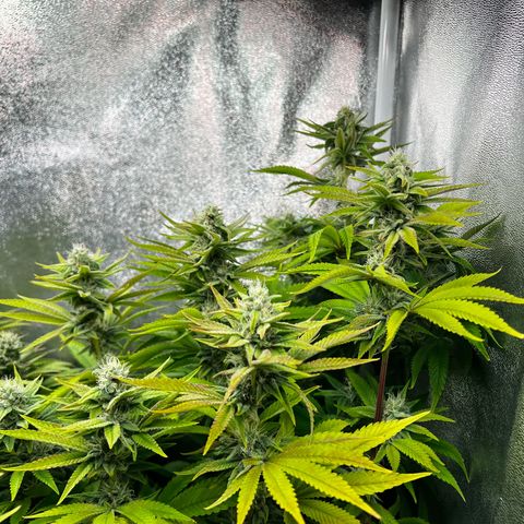 3 x Sweet Mandarine Zkittlez Fast Version growlog timeline photo
