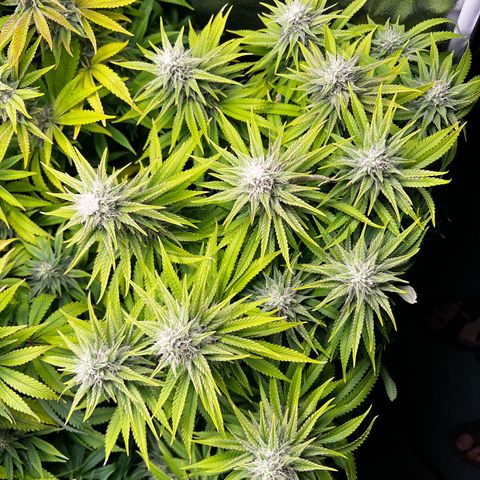 3 x Sweet Mandarine Zkittlez Fast Version growlog timeline photo
