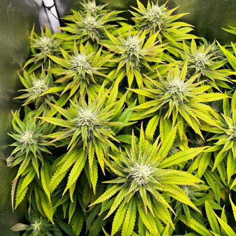 3 x Sweet Mandarine Zkittlez Fast Version growlog timeline photo