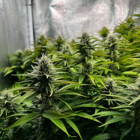 3 x Sweet Mandarine Zkittlez Fast Version growlog timeline photo
