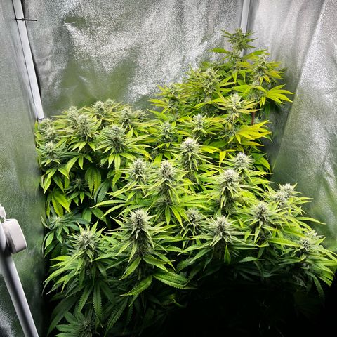 3 x Sweet Mandarine Zkittlez Fast Version growlog timeline photo