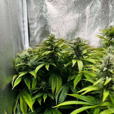 3 x Sweet Mandarine Zkittlez Fast Version growlog timeline photo