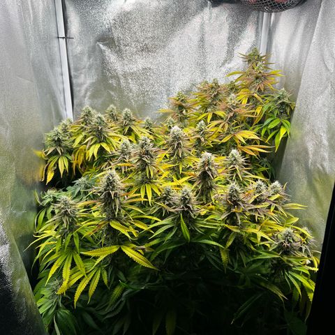 3 x Sweet Mandarine Zkittlez Fast Version growlog timeline photo