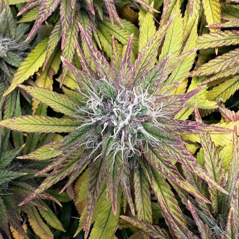 3 x Sweet Mandarine Zkittlez Fast Version growlog timeline photo