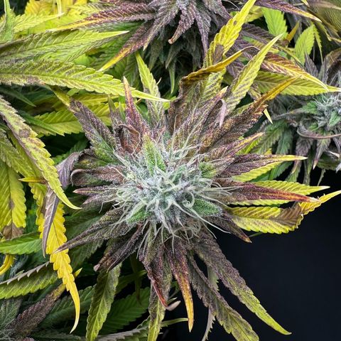 3 x Sweet Mandarine Zkittlez Fast Version growlog timeline photo