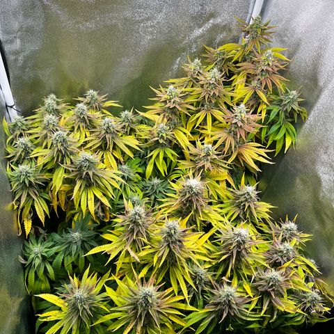 3 x Sweet Mandarine Zkittlez Fast Version growlog timeline photo