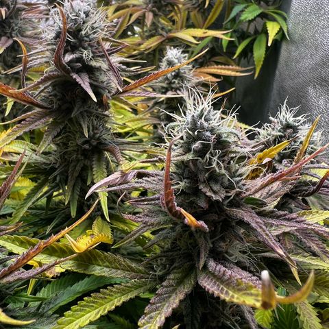3 x Sweet Mandarine Zkittlez Fast Version growlog timeline photo