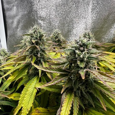 3 x Sweet Mandarine Zkittlez Fast Version growlog timeline photo