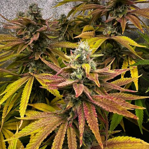 3 x Sweet Mandarine Zkittlez Fast Version growlog timeline photo