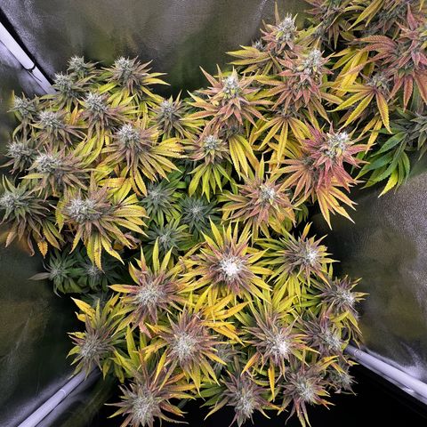 3 x Sweet Mandarine Zkittlez Fast Version growlog timeline photo