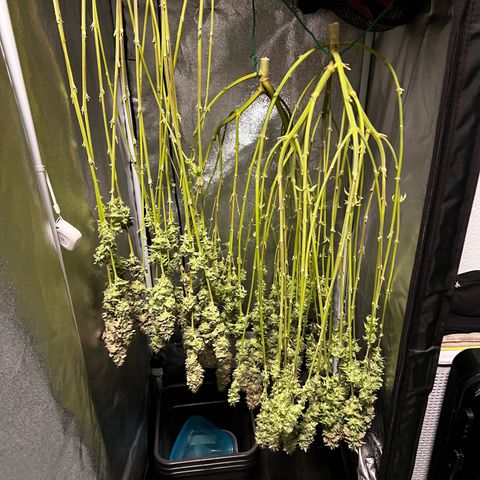 3 x Sweet Mandarine Zkittlez Fast Version growlog timeline photo