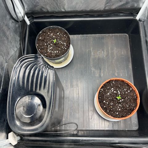 2x Sweet Cheese F1 Fast  growlog timeline photo